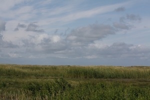 Salt marsh vista, Wellfleet Bay Wildlife Sanctuary