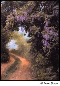 Wisteria road, Aquinnah (hand-colored by Ronni Simon