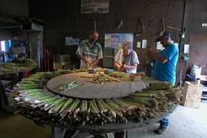 Hibbard Farm: workers at a round table, sorting and bunching asparagus