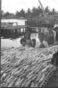 Fish drying by the fishing port in the sun; Phu Quoc.