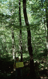 Birch Strips - White Birch Regeneration Study - White Birch Study Area. Strip Treatment Plot 2.5B. Landscape orientation.