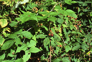 Color image of blackberry (Rubus allegheniensis) in permanent plot 1105. Color Infrared/True Color Project.