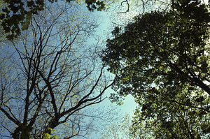 Leafed-out sugar maple (right) and still leafless red oak (left) on 1 May 1971.