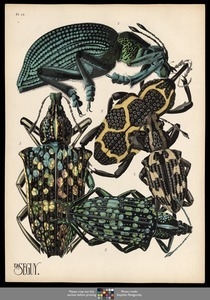 Insectes. Plate 14