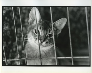 Gazing cat