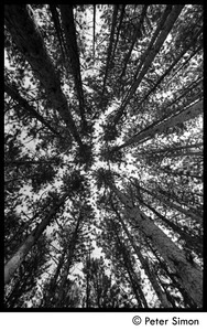 Crown shyness in pines: looking up into the canopy of trees