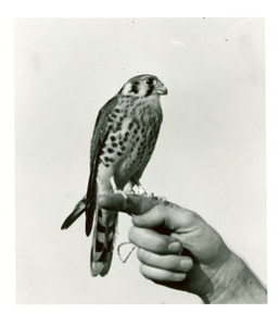 Forestry and Wildlife Management - Tripanese, Dr.