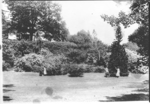 Rhododedron Garden, Massachusetts Agricultural College. 13