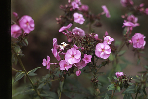 Garden phlox (Phlox paniculata) in the Buxton Garden.