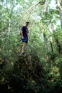 Tim Billo (Class of 1997) stands on blown-over quaking aspen from the 15 July 1995 storm. Permanent Plot 0731.