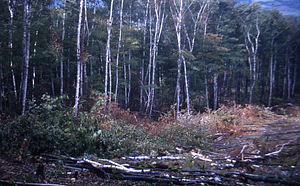 White Birch Study Area --After Clear Cutting Fall - 1954. Before piling brush and Scarification.