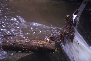 Debris accumulating at the base of the South Branch Birch Brook Stream Gauging Station. Morning after the 2.5" overnight (29-30 June 1973) rainfall event.