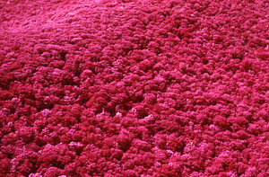 Aerial false-color IR image of Plot Line 15 north to south. Cruise Line 5.