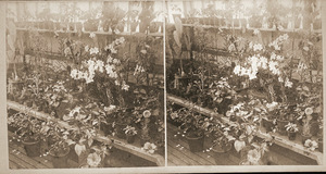 Interior of Durfee Plant House in Amherst