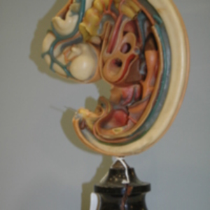 Stage eight Ziegler human embryological model