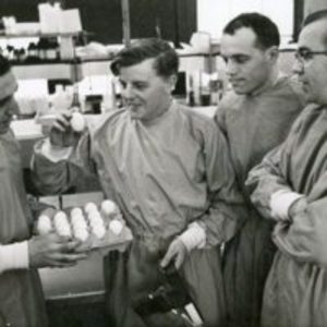 Eggs being studied by Harvard School of Public Health researchers