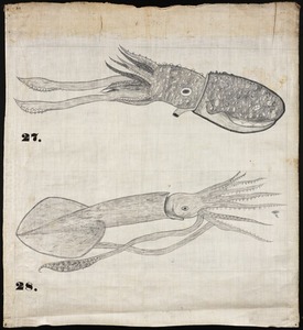 Orra White Hitchcock drawing of two squids