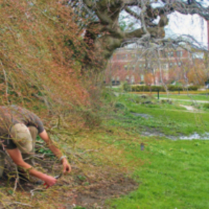 Pruning Smith College Trees