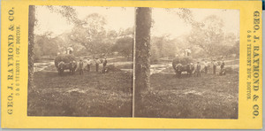 Stereograph of agricultural workers standing in a field, Winchendon, Mass., ca. 1877