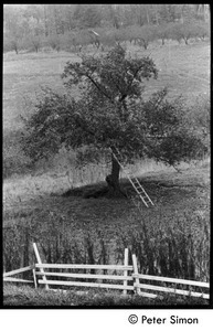 Ladder laid up against an apple tree, Packer Corners commune