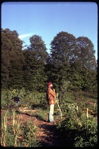 Fred Zapinski standing in the garden, Montague Farm Commune