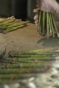 Hibbard Farm: close-up of a woman's hands while bunching asparagus