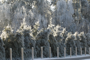 Line of ice-covered evergreens