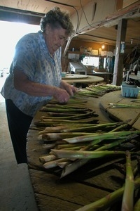 Hibbard Farm: woman at a round table, sorting and bunching asparagus