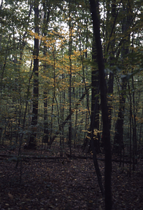 Red oaks in International Biological Programme (IBP) Plot - U.S. Forest Service Farm Forestry Unit A South.