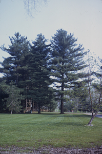 Mature white pines at Beinecke residence, 336 Bulkley St.