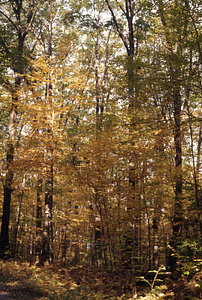 Farm Forestry Unit - IBP Plot in mid-October.