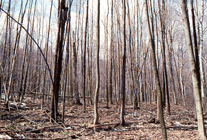 Birch Strips - White Birch Regeneration Study - White Birch Study Area. Strip 2.