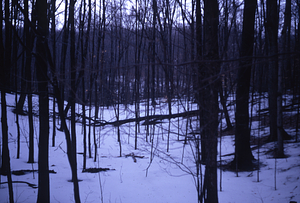 HMF Phenology #06 - 24 March 1972