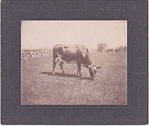 Cow in Frye's Field