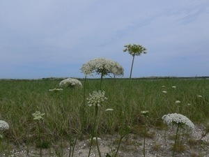 Queen Anne's lace flowering by a marsh