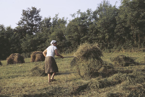 Forking hay, Orašac