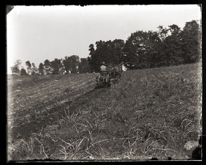 Harvesting potatoes with horse drawn harvester, Massachusetts Agricultural College