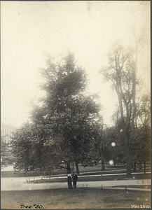 Tree Number Fifty in the Boston Common