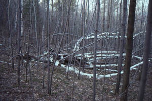 Dead-and-down, open-grown paper birch being replaced by red maple in Potter's Pasture.