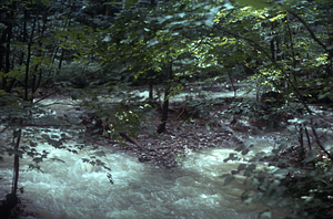 Floodplain flooding on South + Middle Branch Birch Brook. Morning after the 2.5" overnight (29-30 June 1973) rainfall event.