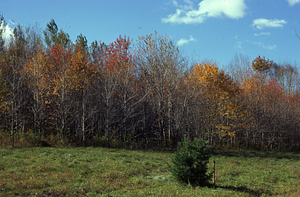 Early-November view of USFS red maple (Acer rubrum) plantation GP-01-54 showing phenological variation in leaf coloration.