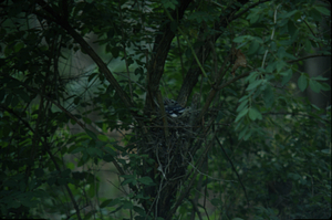 Blue jay on nest on edge of Buxton Gardens.