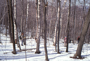 Birch Strips - White Birch Regeneration Study - White Birch Study Area. Isolation Strip 1.5 tree survey. 1. Left to right: Ben Montgomery (Class of 1998), Amy Smith (Class of 1997), and Dawn Biehler (Class of 1997).