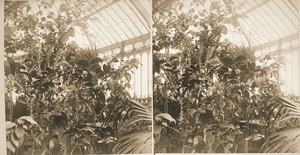 Exotic plants in Durfee Plant House