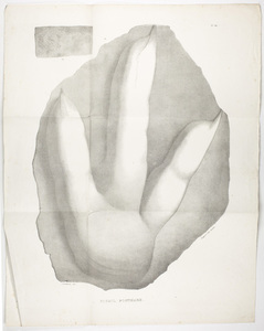 J. Peckham plate, "Fossil footmark," 1841