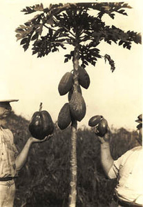 Robert M. Grey and Thomas Barbour holding two types of papaya cross-bred by Grey, Harvard Botanical Garden, Soledad, Cuba