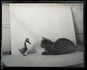 Cat and toy duck