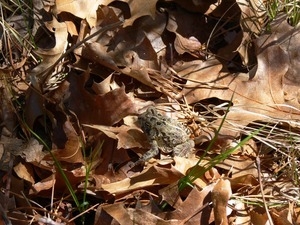 Northern leopard frog among oak leaves, Wellfleet Bay Wildlife Sanctuary