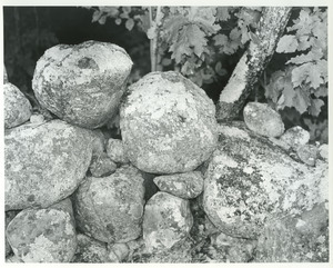 Lichen on stone wall in Wonalancet