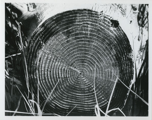 Tree rings